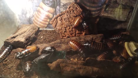 madagascar cockroaches crawling in a terrarium