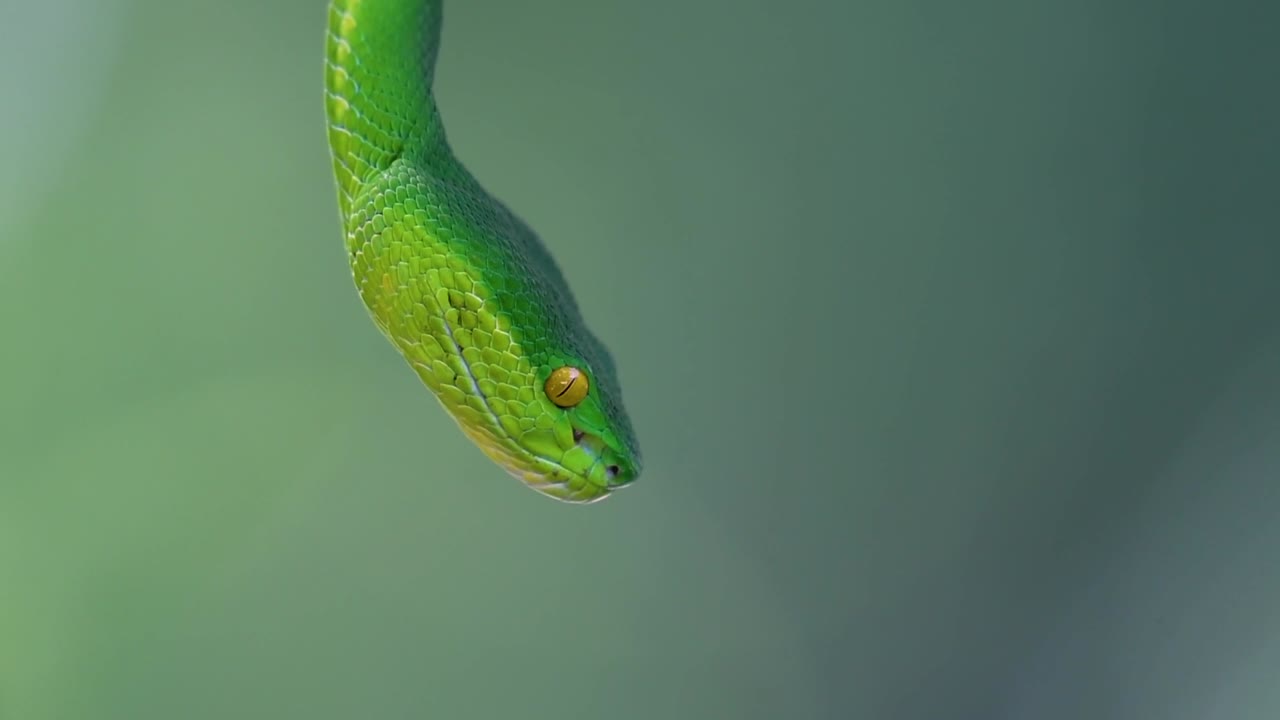 La vipera delle fosse dalle labbra bianche è una vipera velenosa endemica del Sud-est asiatico e si trova spesso di notte in attesa su un ramo o un fusto d'albero vicino a uno specchio d'acqua con abbondanza di prede.