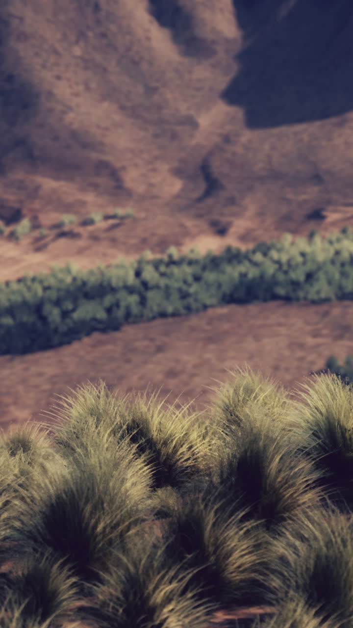 paisaje desértico con hierba