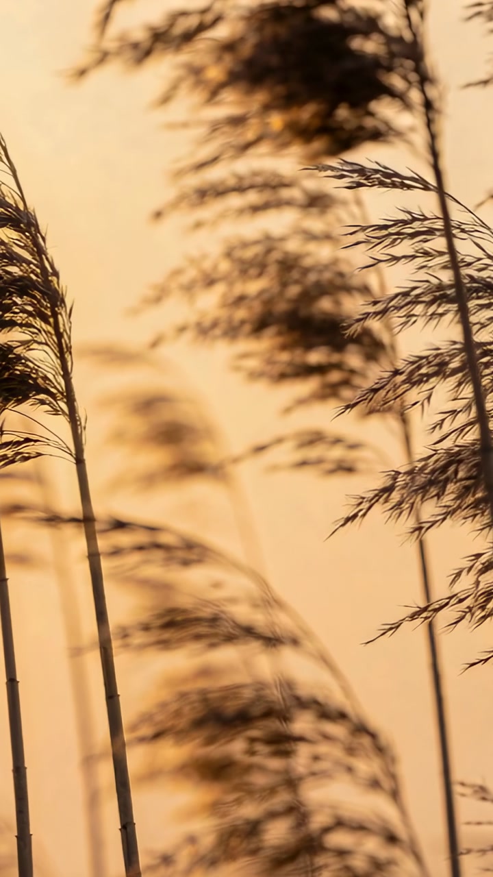 Vertical video: Swaying reed plumes bending at marsh edge responding to soft breeze and warm light