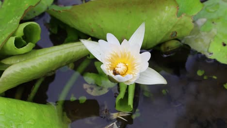 honey bee collecting pollen at white lotus flower