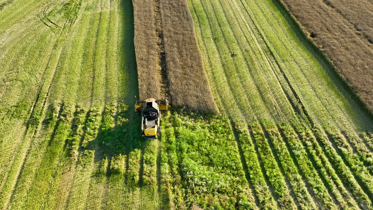 Ripresa aerea di una mietitrebbia in azione su un campo verde vibrante, che evidenzia il percorso della mietitrebbia e il lussureggiante paesaggio rurale.