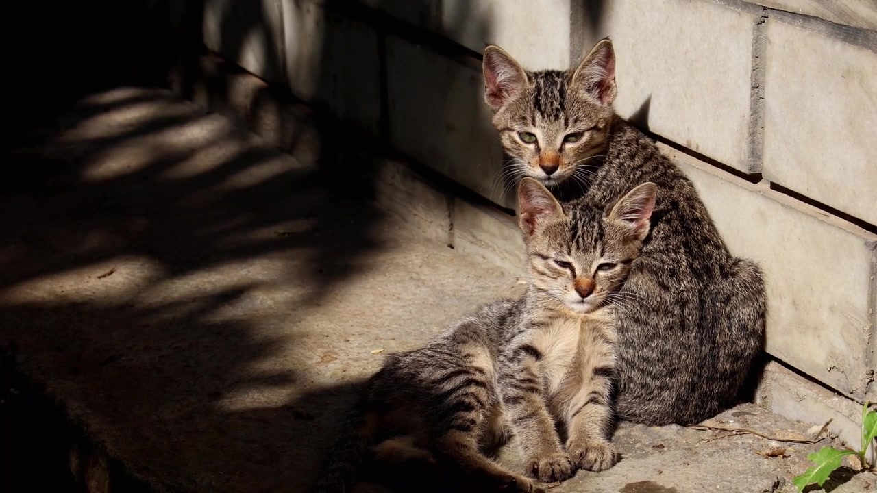 Un video ravvicinato in stile naturalistico di un animale domestico che mostra un giovane gattino domestico che prende il sole pacificamente durante una fresca mattina autunnale nell'Himachal Pradesh, India.