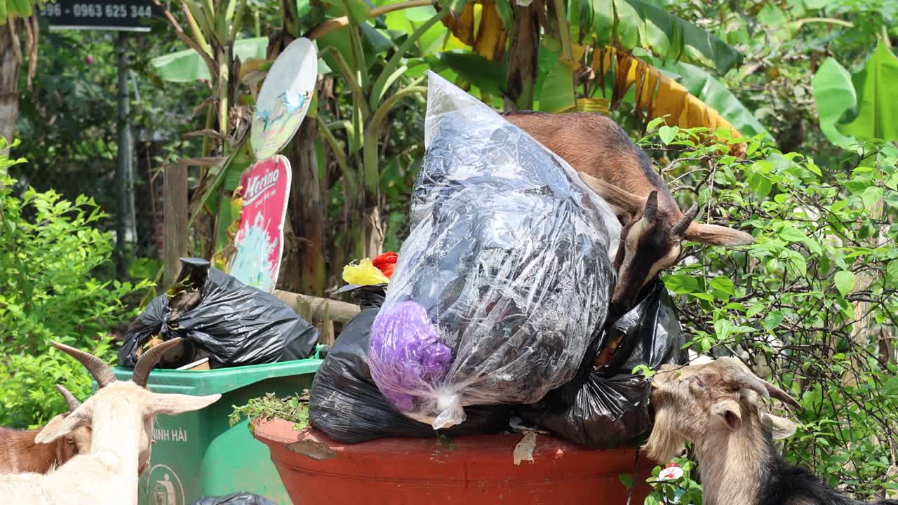 염소 들 이 음식 을 찾기 위해 쓰레기통 을 고 있다