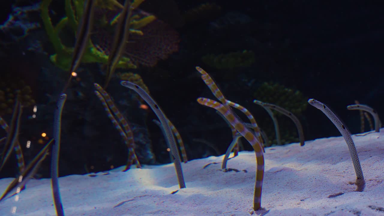 Colony of striped and spotted garden eels pops out from white sand bottom swaying rhythmically in tropical aquarium or ocean environment