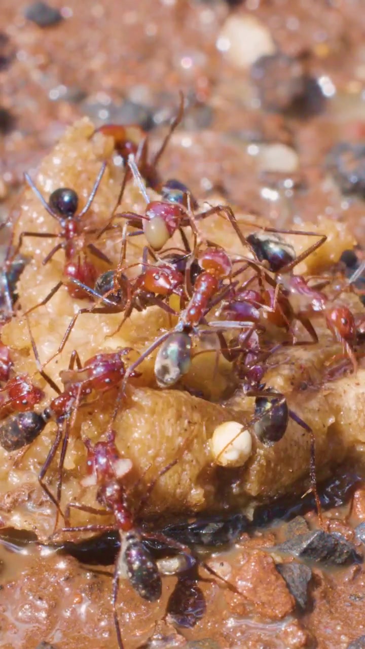 Primo piano verticale di numerose formiche rosse che brulicano attorno a un avanzo di cibo su terreno bagnato e fangoso