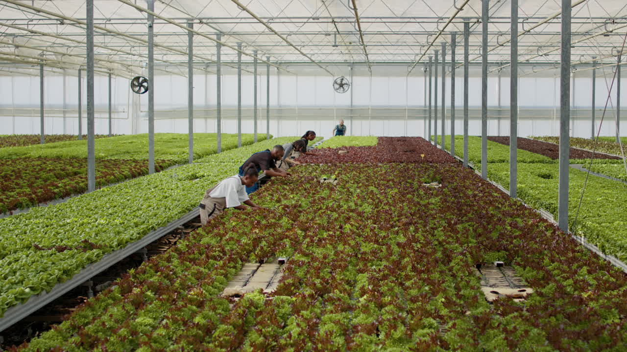 People harvesting lettuce in a greenhouse