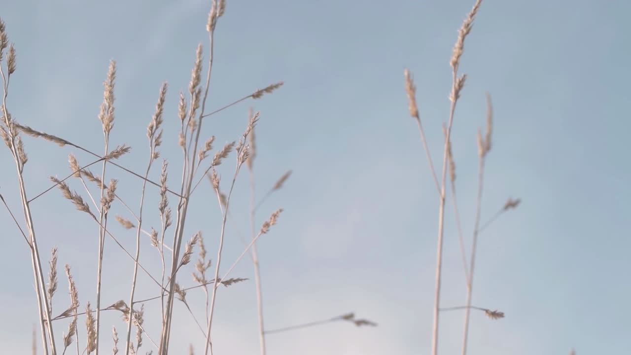 푸른 하늘을 향해 키가 큰 풀이 불다