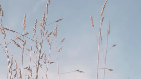 tall grass blows against blue sky