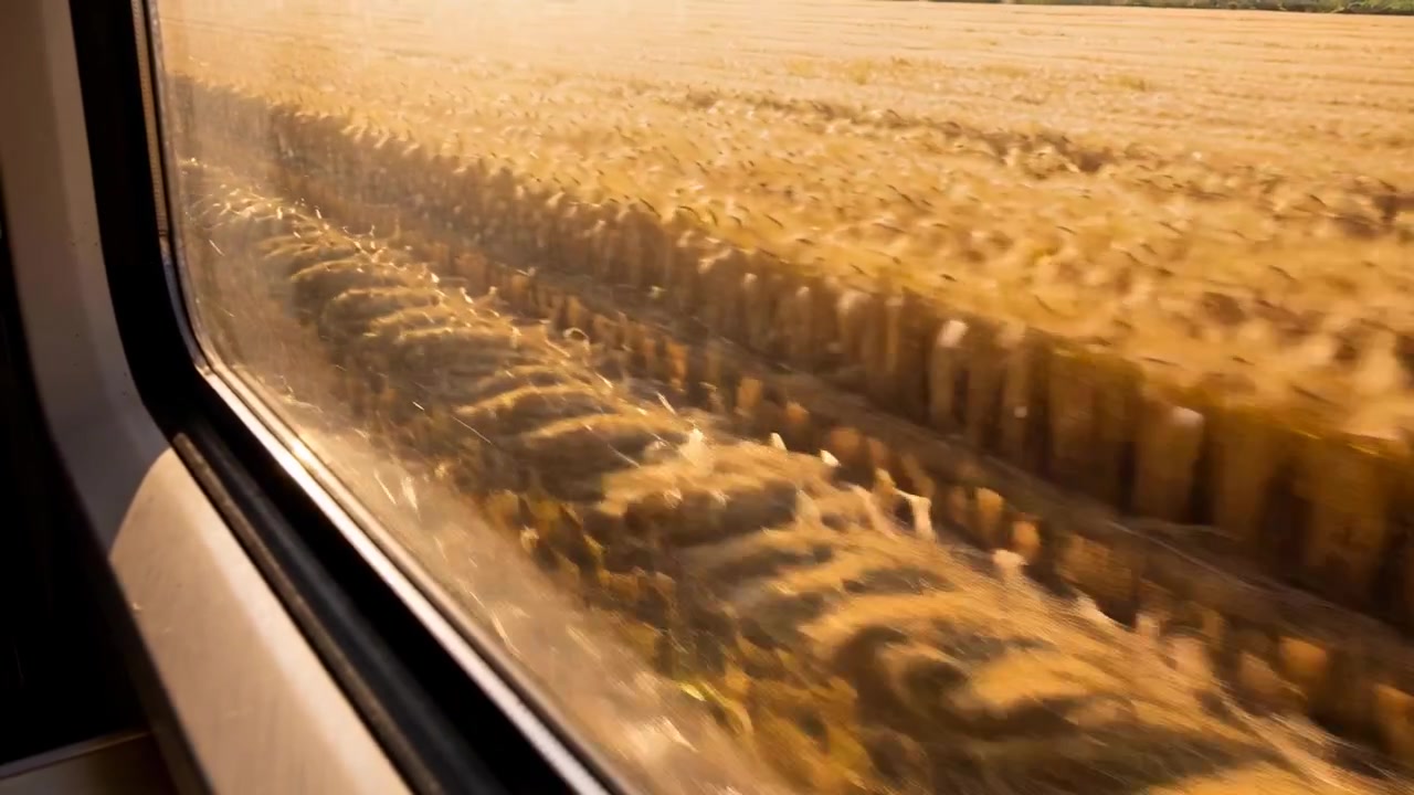 走行する電車の窓から、縁取り付きの手持ちカメラがなびく黄金の小麦を撮影している。
