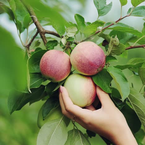 female hand is picking an apple from apple tree. apple harvesting. close-up