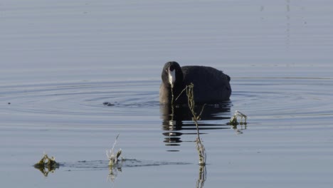 close-up bird: coot dabbles for aquatic plants, reflective frosty pond
