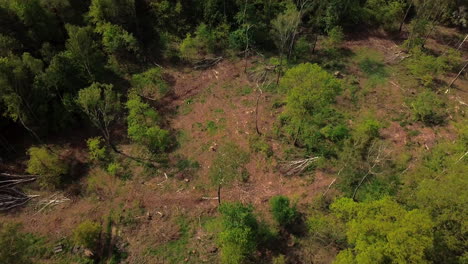 vista de arriba hacia abajo del bosque destruido después del huracán