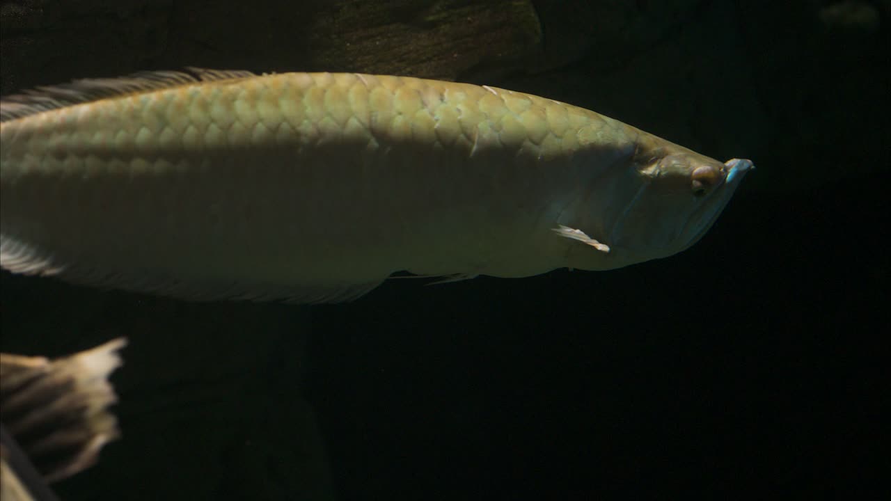 물속 풍경에서 천천히 헤엄치는 아라와나 물고기, 근접 촬영, 어두운 배경