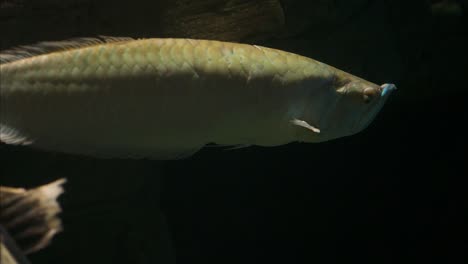 arawana fish swimming slowly in a aquatic landscape, close up tracking shot, dark background