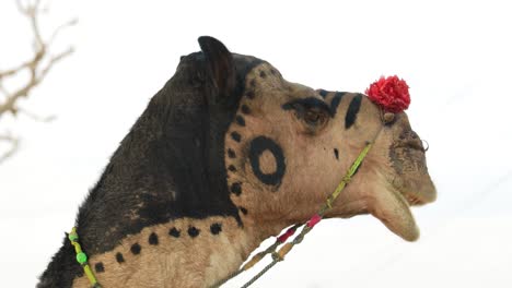 Camellos-En-La-Feria-De-Pushkar,-También-Llamada-Feria-De-Camellos-De-Pushkar-O-Localmente-Como-Kartik-Mela,-Es-Una-Feria-Ganadera-Y-Cultural-Anual-De-Varios-Días-Que-Se-Celebra-En-La-Ciudad-De-Pushkar,-Rajasthan,-India.