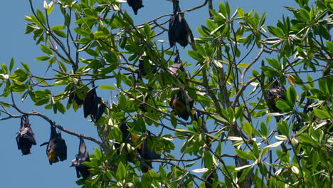 flying fox, megabat, fruit bat sleeping on a tree hanging upside down