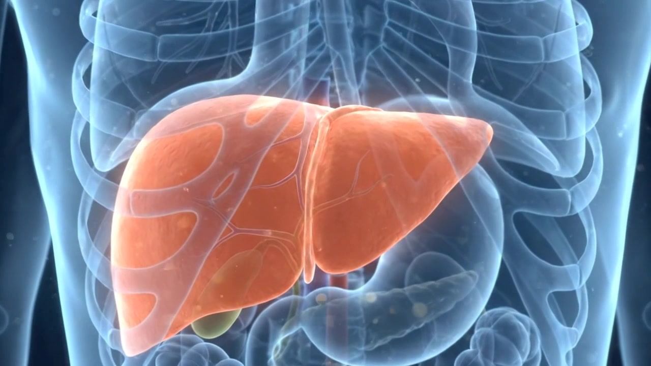 Scientific medical illustration of human liver with liver displayed inside a translucent ribcage and abdomen in a clear anatomical presentation