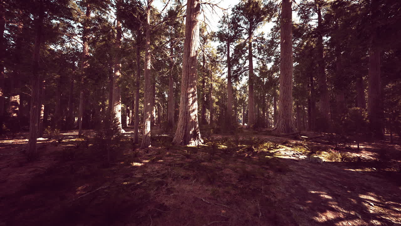 escala de las secuoyas gigantes del parque nacional de secuoyas