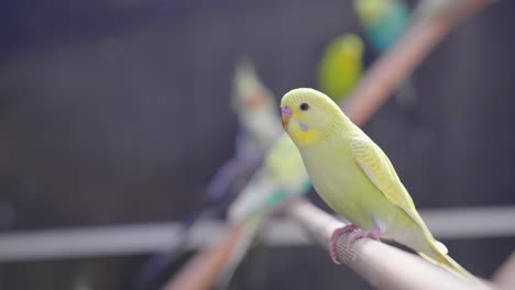 slow motion of a yellow parakeet in a bird cage with other birds