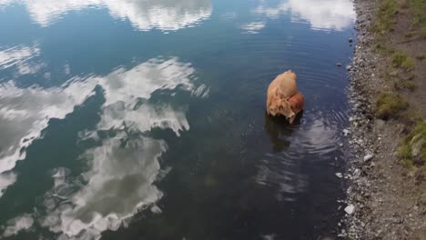 cría de vaca en el lago, beber leche | ganado vacuno de libre pasto pastando libremente a lo largo de los pastos del lago, agua potable | carne de res alimentada con pasto agricultura ganadera ganadería, ganadería, 1 de 12
