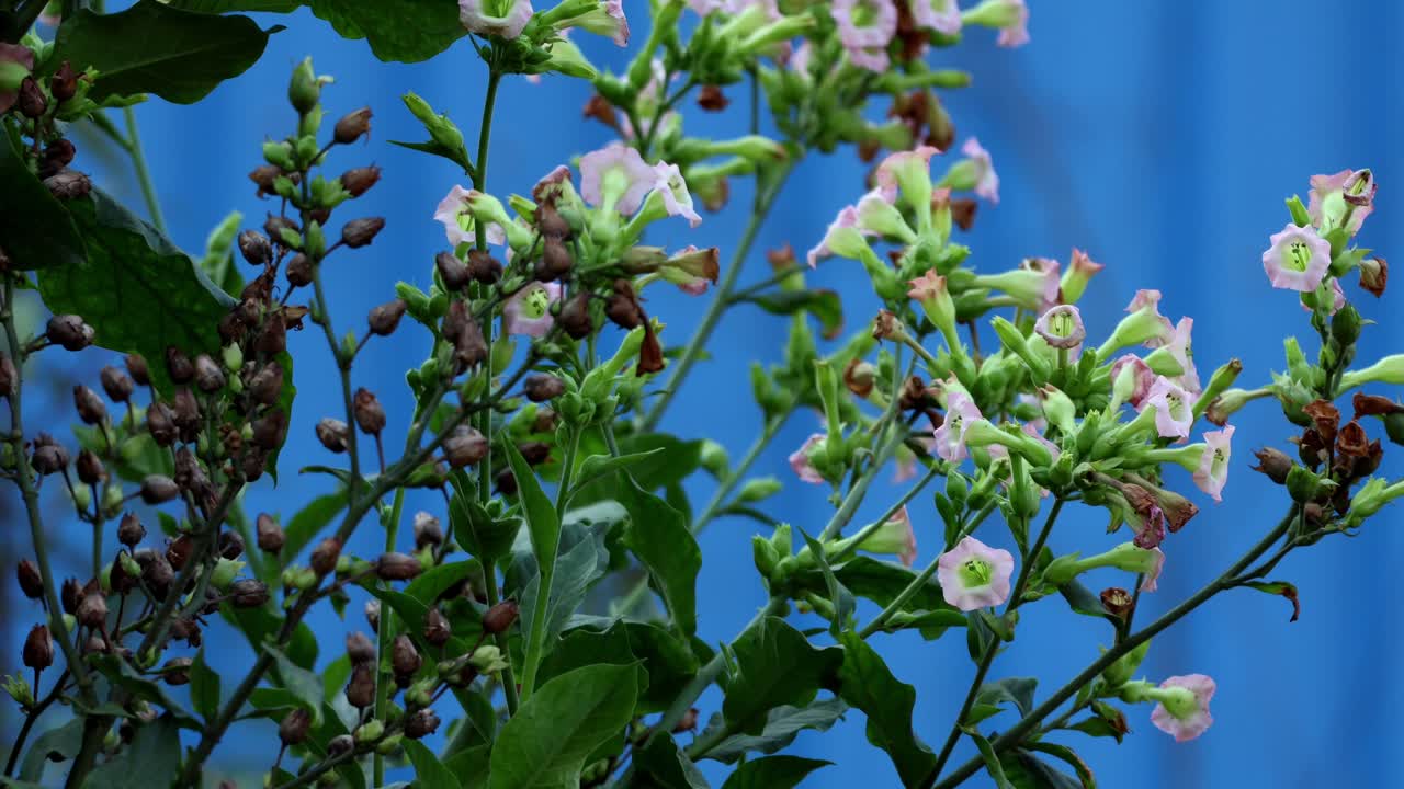 Un video ravvicinato in tempo reale che mostra fiori delicati di una pianta di tabacco coltivata, Nicotiana tabacum, muoversi dolcemente nella fresca brezza di una mattina d'inverno accanto a una strada tranquilla nell'Himachal Pradesh, India