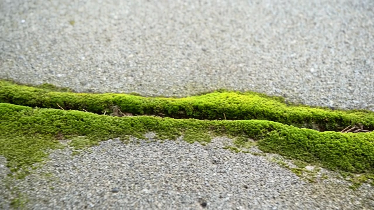 Close-up ground-level view of bright green moss spreading through narrow seams in gray stone paving, with rough texture, soft daylight, muted background, and quiet aged feel for natural design themes
