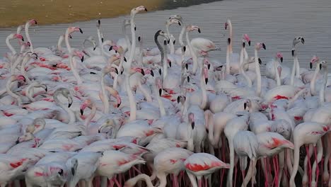 hd wildlife videos, caribbean pink flamingo at ras al khor wildlife sanctuary, a wetland reserve in dubai, united arab emirates, flamingos videos.