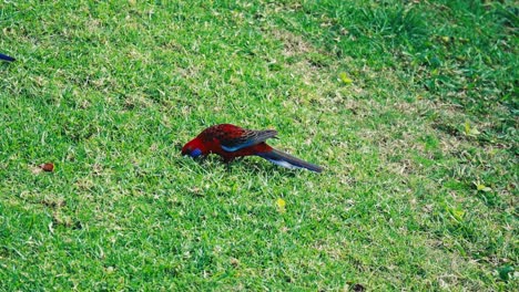 Tracking-shot-of-a-crimson-rosella-feeding-on-the-ground-in-Australia