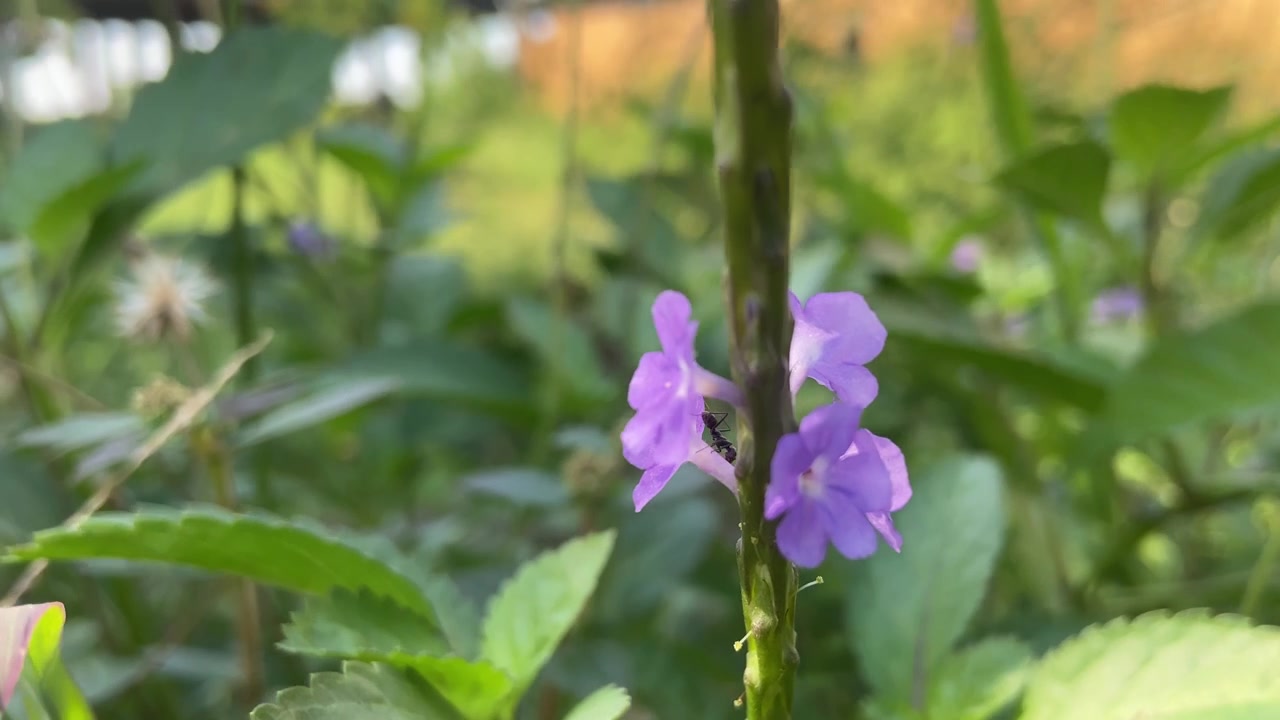Primer plano de una pequeña hormiga arrastrándose sobre delicadas flores moradas