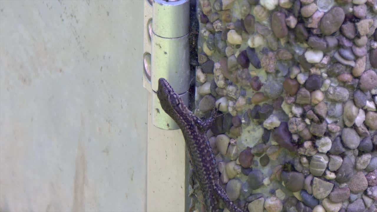 primer plano de un pequeño lagarto salvaje trepando por la pared al aire libre en la naturaleza, tiro de mano