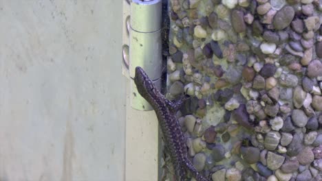 Close-up-shot-of-wild-small-Lizard-climbing-up-wall-outdoors-in-nature,handheld-shot