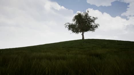 a time-lapse showing a big tree during the four weather seasons 4k