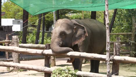 Lonely-elephant-relaxing-on-fence-while-being-kept-in-sanctuary