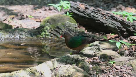 Looking-around-and-drinking-water,-Grey-capped-Emerald-Dove-Chalcophaps-indica,-Thailand