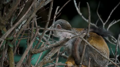 Close-Up-Of-A-Common-Squirrel-Monkey-On-Leafless-Tree-Branches-In-The-Forest