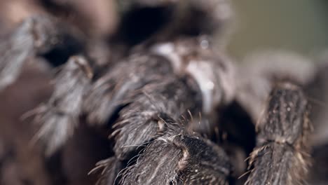 las patas peludas de la tarántula