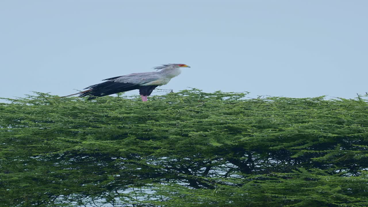 gran pájaro secretario en áfrica, video vertical para redes sociales, reels de instagram y tiktok de pájaro secretario posado en la cima de un árbol en tanzania en serengeti en safari de animales salvajes africanos