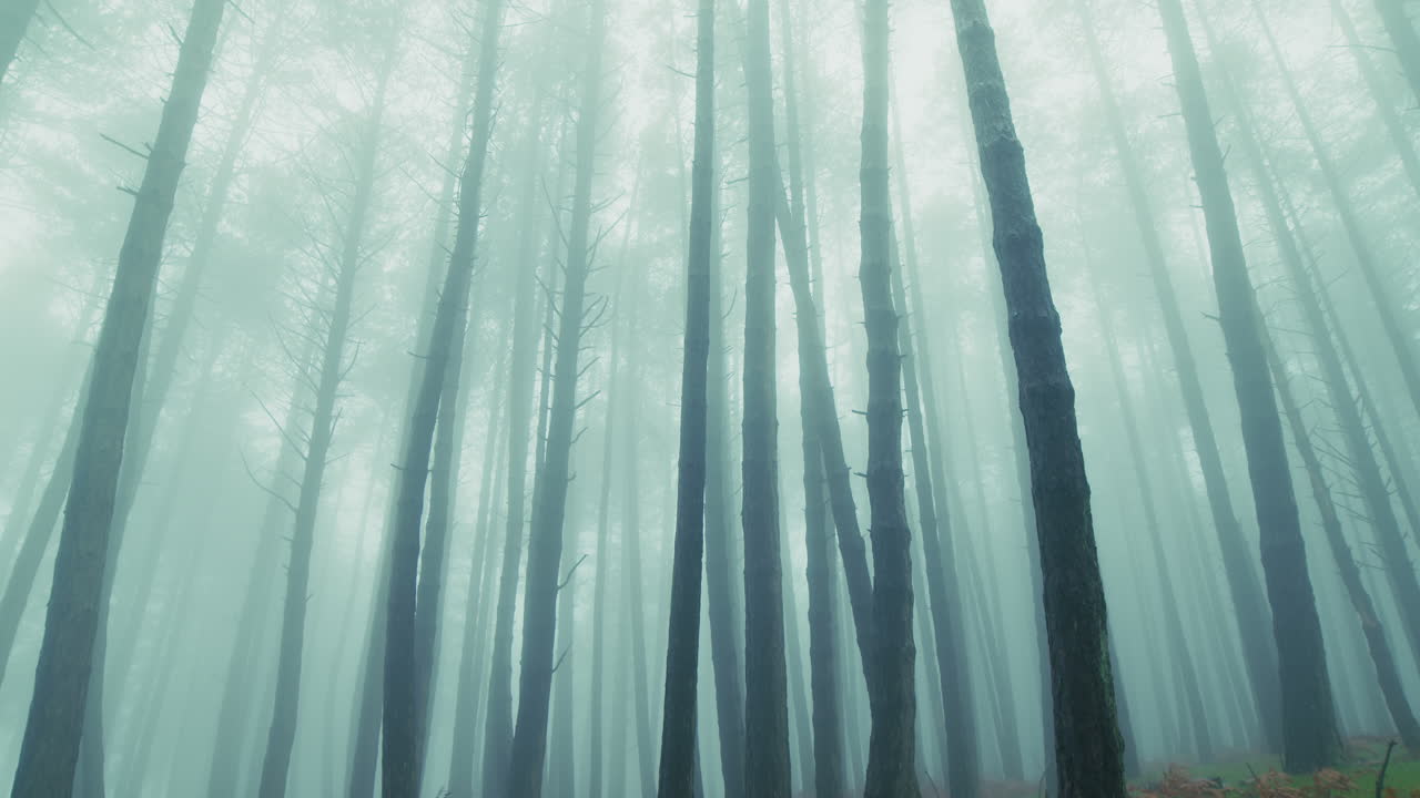 Through the forest fog, slender tree trunks rise towards the melancholic sky