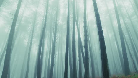 through the forest fog, slender tree trunks rise towards the melancholic sky