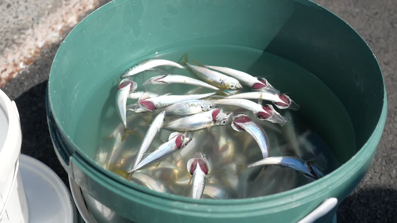 바구니에 담긴 신선한 물고기