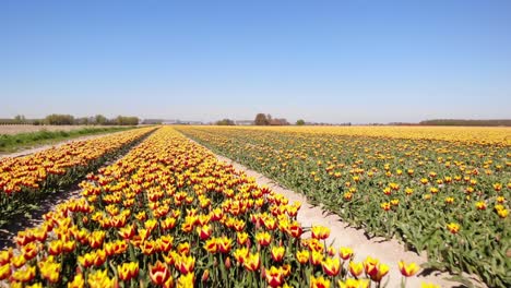 aerial low flying over rows of red yellow tulips off into horizon at hoeksche waard