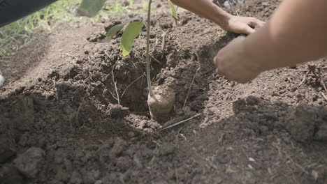 slow motion footage of a small sapling in a hole with hands filling up the hole with dirt