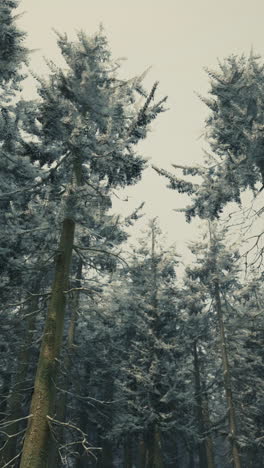 snow covered pine forest in winter