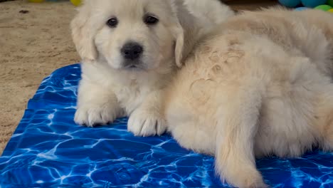 golden retriever puppies laying on blue towel being cooled by fan