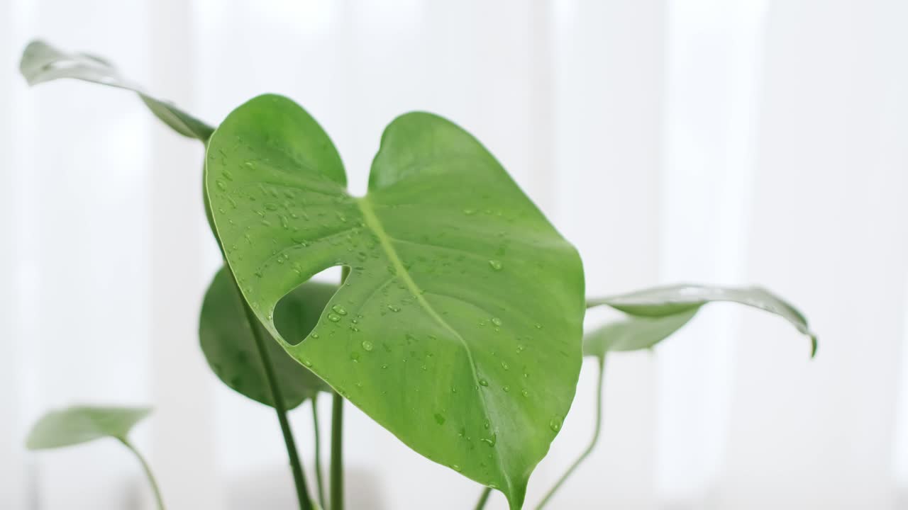plantas de monstera hojas verdes tropicales exóticas en una maceta de flores sobre la mesa para la decoración de ideas caseras con hojas verdes junto a una cortina blanca en el fondo