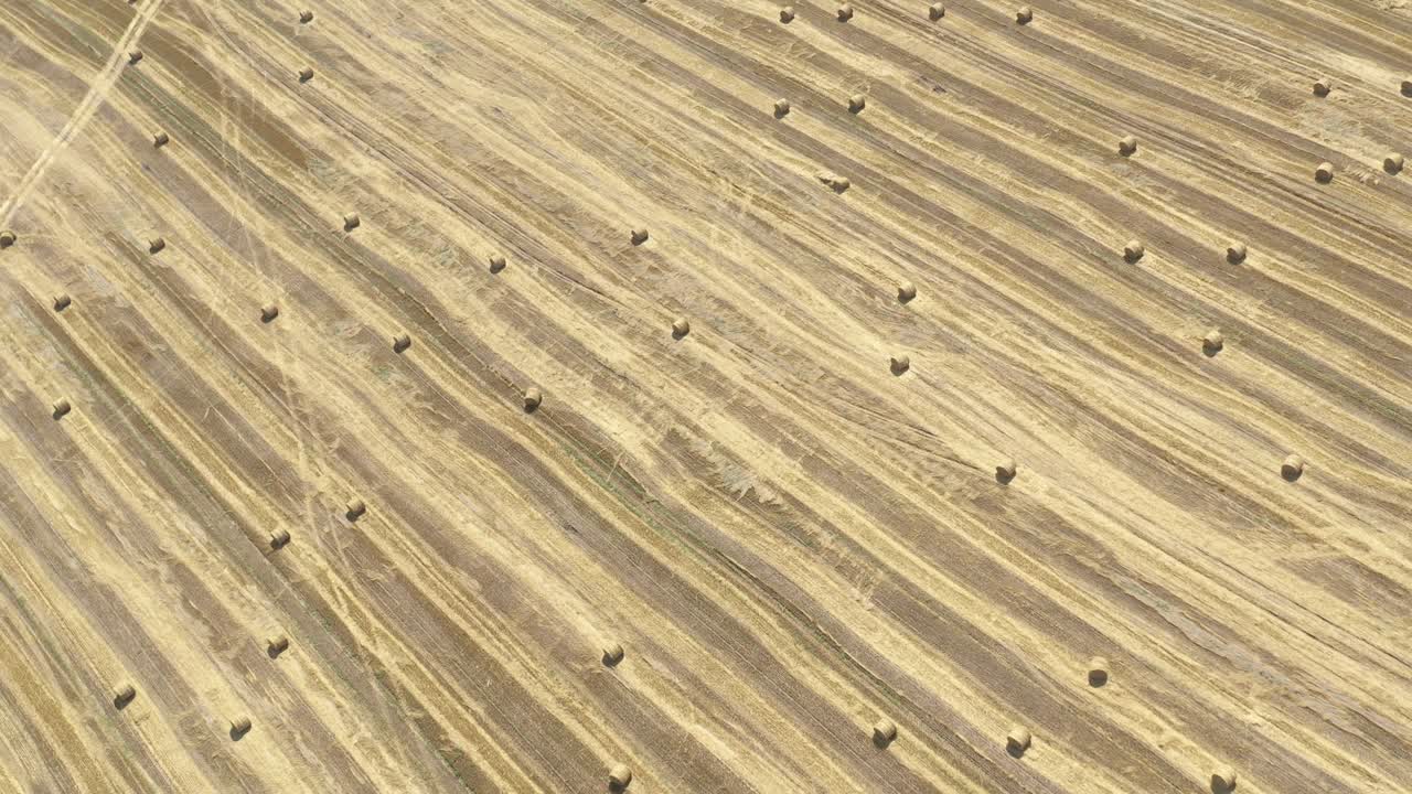 subiendo sobre el campo cosechado de trigo 4k imágenes