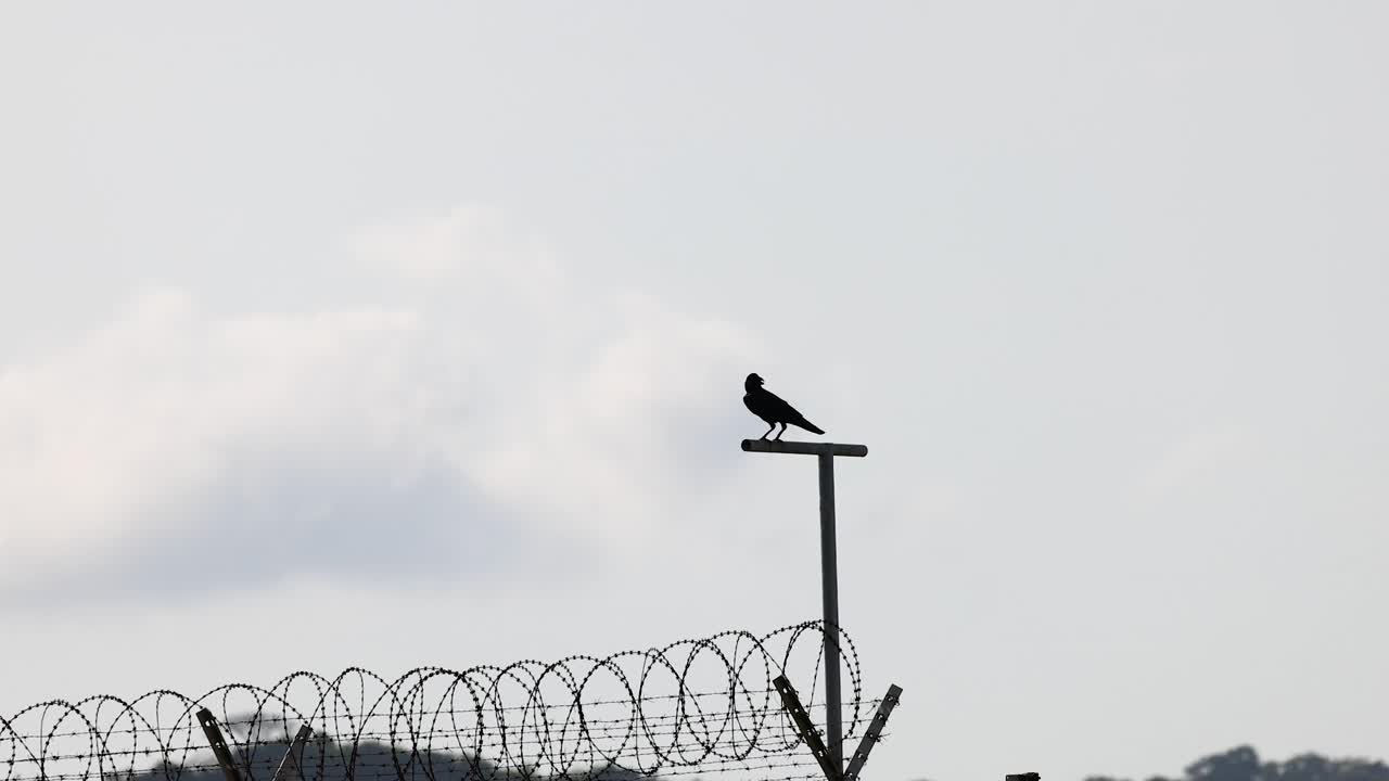Uccello appollaiato su una recinzione a Mai Khao Beach