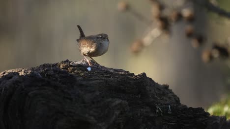 wren eurasiático com cauda ereta curta distintiva