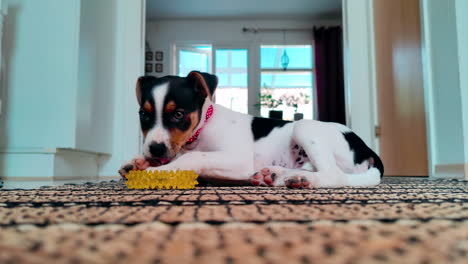 puppy dog playing with chewing toy in hallway